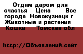 Отдам даром для счастья. › Цена ­ 1 - Все города, Новокузнецк г. Животные и растения » Кошки   . Томская обл.